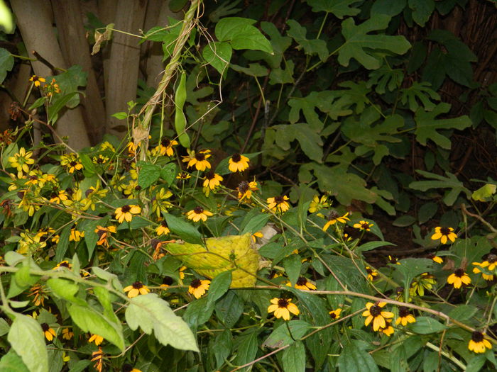 DSCN0494 - 2015_OCTOMBRIE