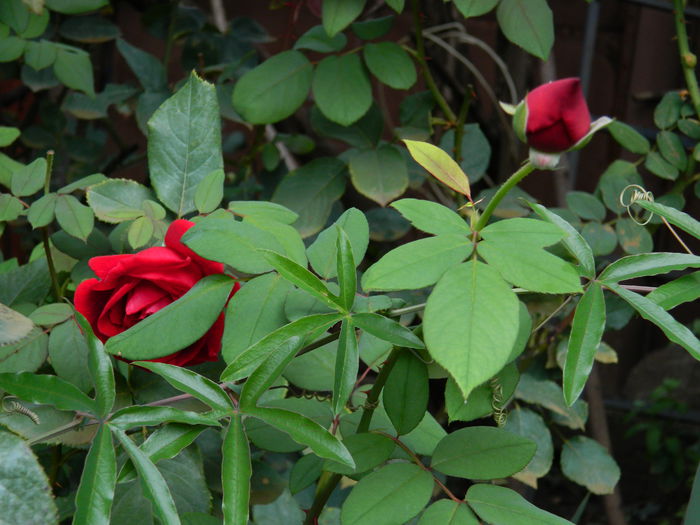 DSCN0497 - 2015_OCTOMBRIE