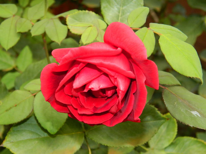 DSCN0498 - 2015_OCTOMBRIE