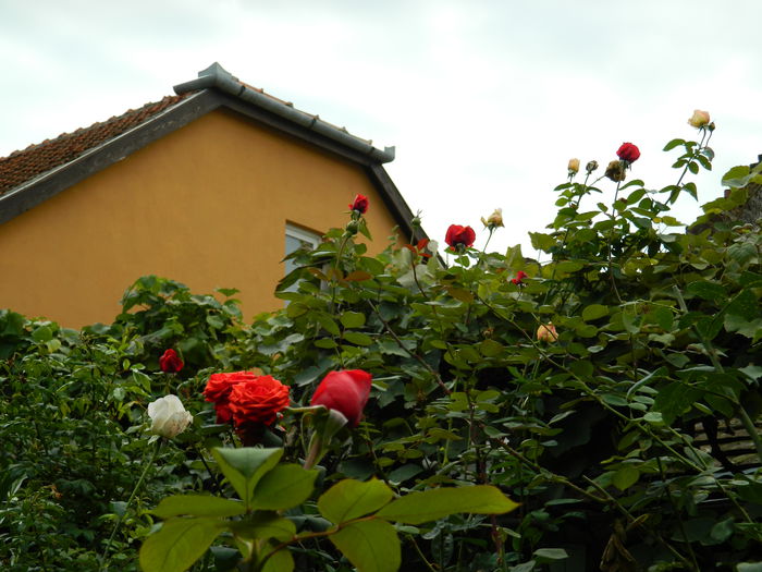 DSCN0503 - 2015_OCTOMBRIE