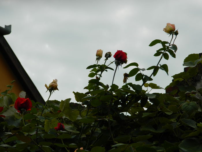 DSCN0504 - 2015_OCTOMBRIE