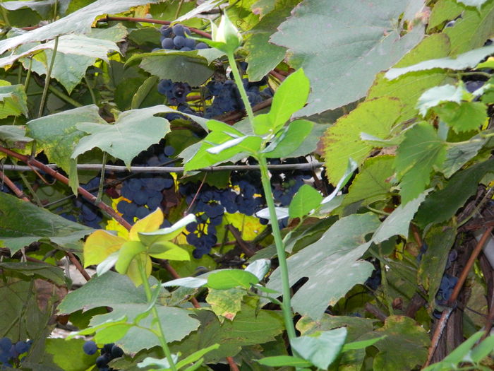 DSCN0517 - 2015_OCTOMBRIE