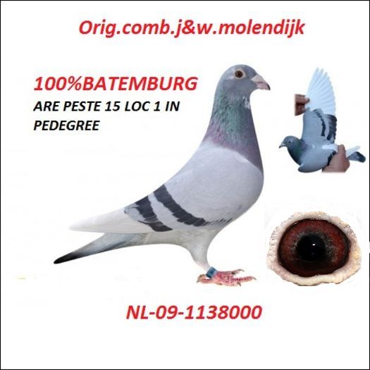 Mascul NL - 2009 100% Batenburg; acest mascul are o super origine.este fiu din 14 sezanne si 9 st Quentin si nepot din 1 chantily si1 peonne 3 nat Bourges,etc...............in pedigree-ul lui sunt peste 15 loc 1
