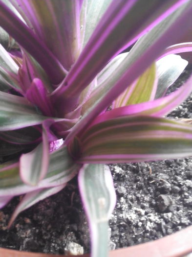 trandescantia spataceia variegata