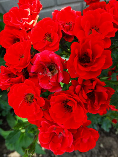 DSC02168 - TRANDAFIRI