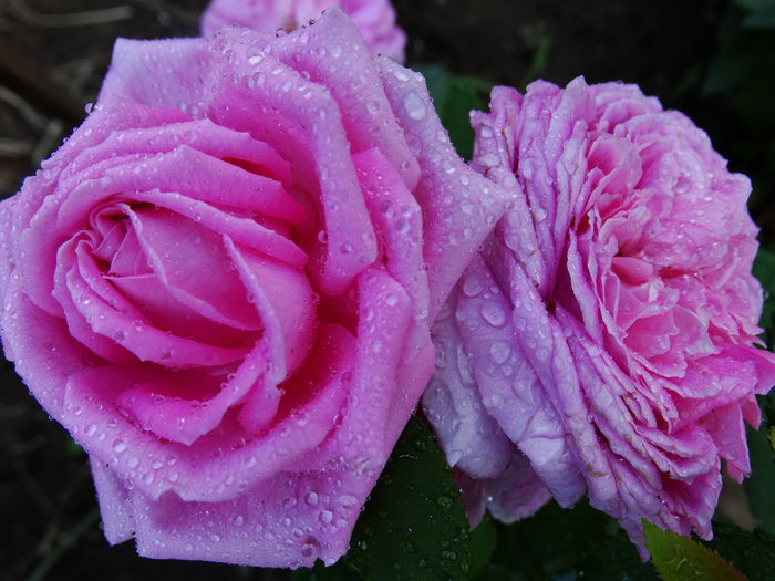 DSC02713 - TRANDAFIRI