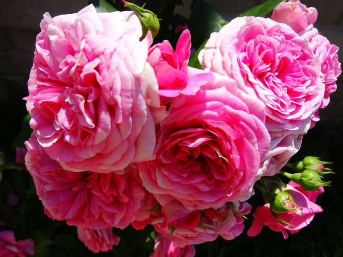 DSC03228 - TRANDAFIRI