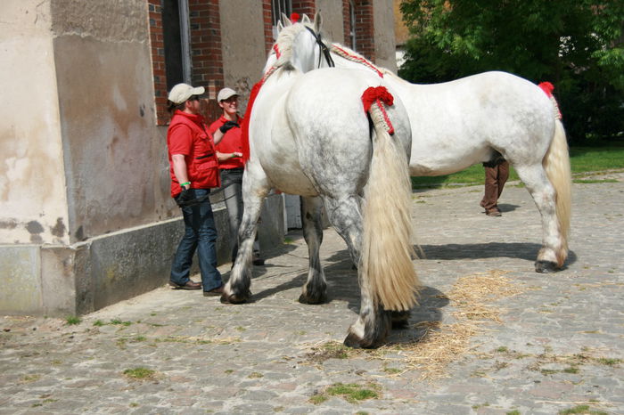 Caii spanioli - 8hg - CAI DE RASA SI CATEVA OI POZE DEOSEBITE
