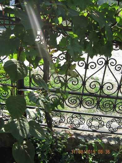 Gutuiul japonez mi-a facut o surpriza - 3 ARBUSTI FRUCTIFERI SI ORNAMENTALI