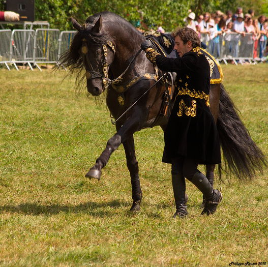 Calul Lusitan spaniol la dresaj