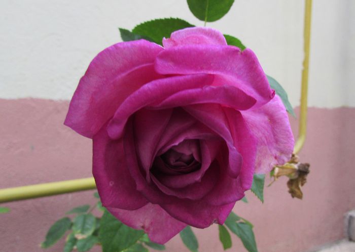 village-de-saint-yrieix rose