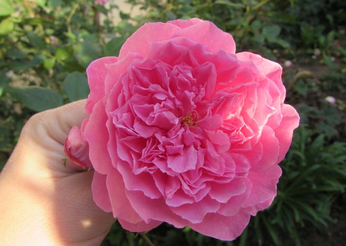 9 oct,Harlow Carr