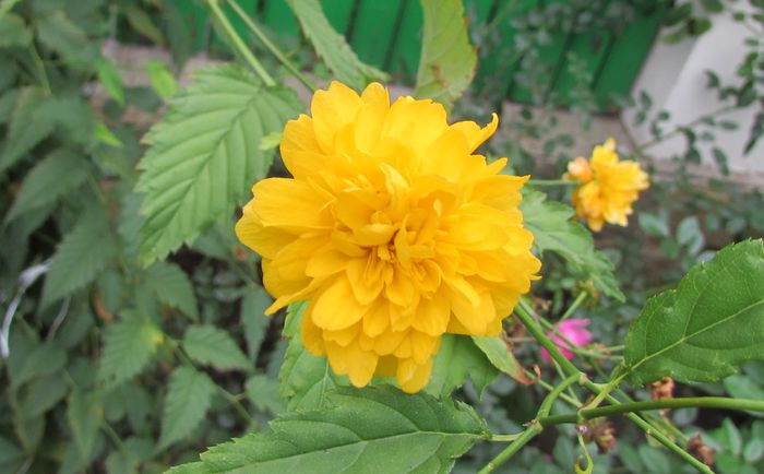 Kerria japonica, trandafirul domnesc