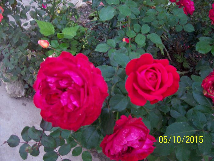 100_3893 - surpriza -trandafirii
