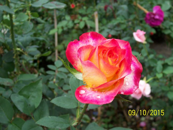 100_4036 - surpriza -trandafirii