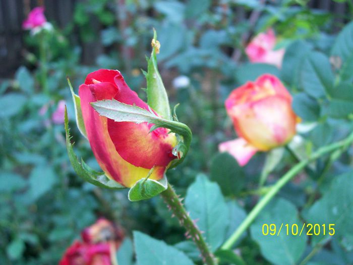 100_4037 - surpriza -trandafirii
