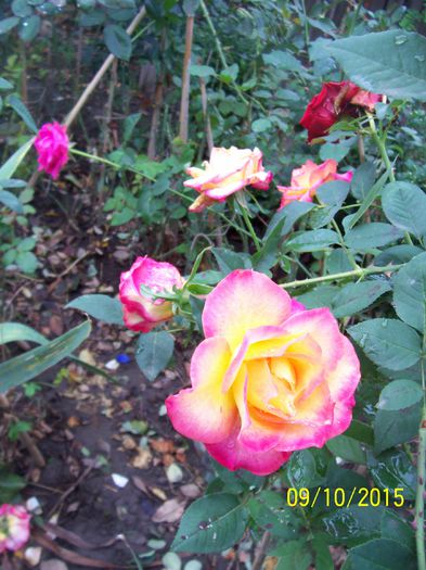 100_4038 - surpriza -trandafirii