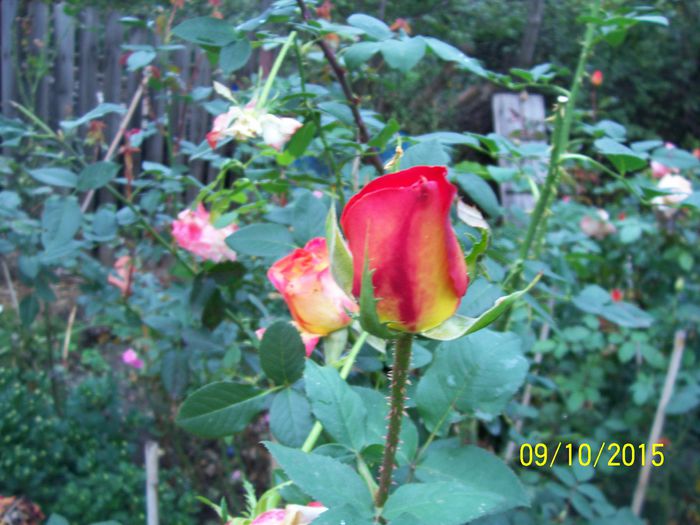 100_4043 - surpriza -trandafirii