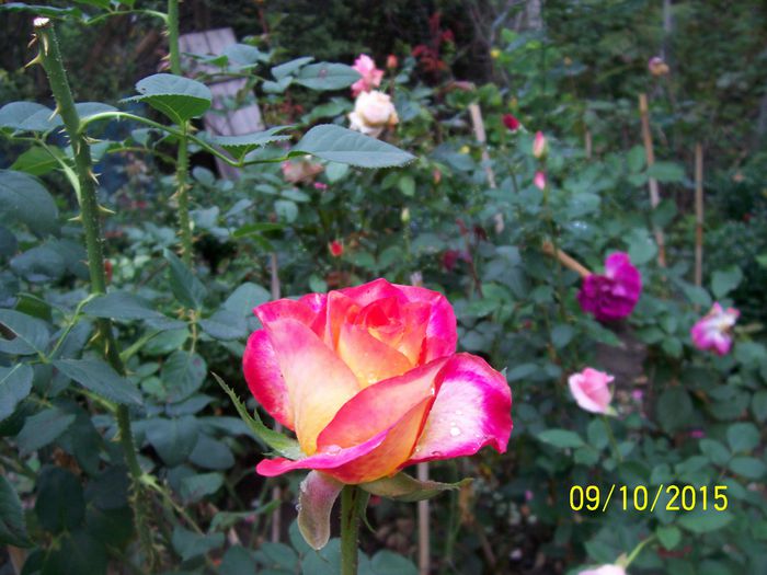 100_4044 - surpriza -trandafirii