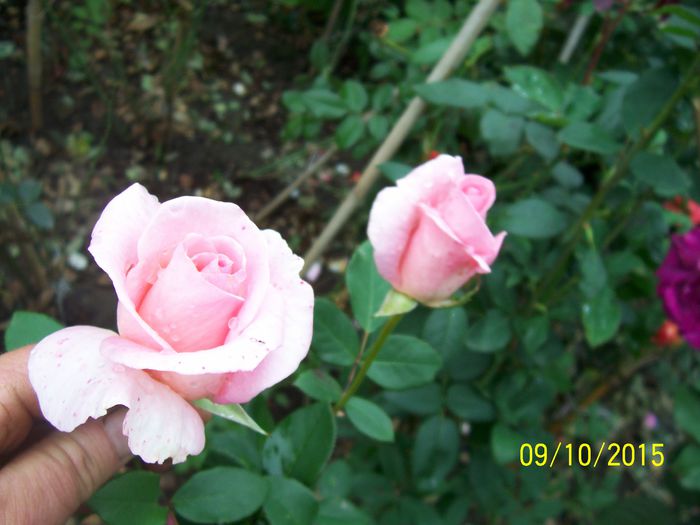 100_4045 - surpriza -trandafirii