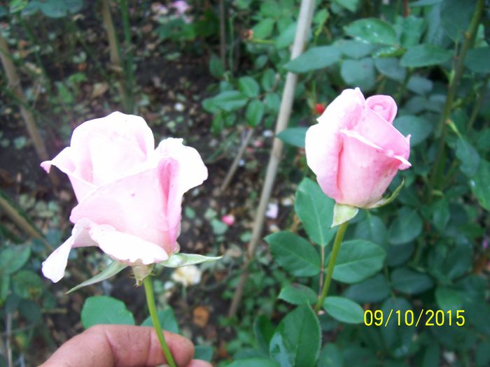 100_4047 - surpriza -trandafirii