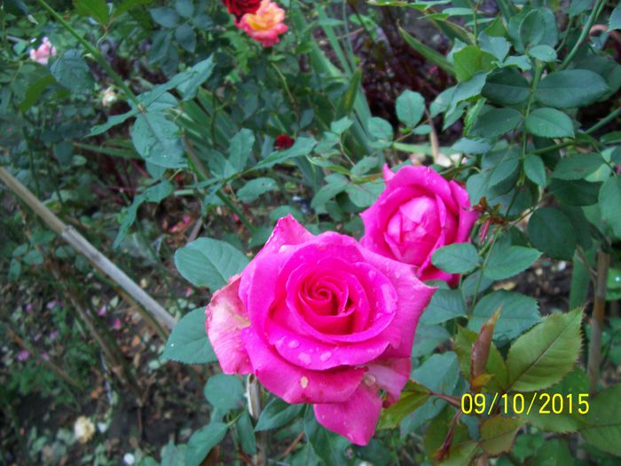 100_4052 - surpriza -trandafirii