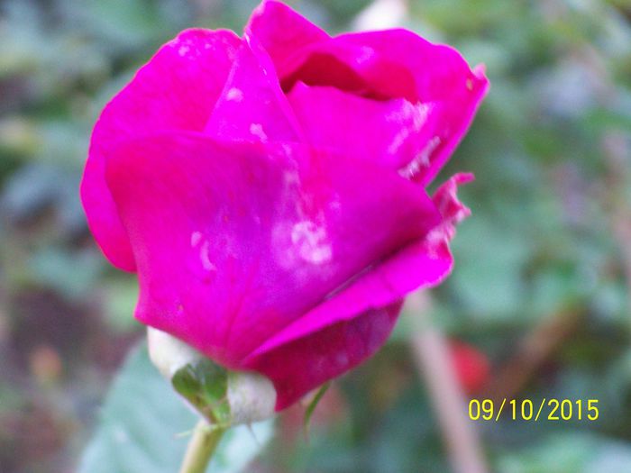 100_4054 - surpriza -trandafirii