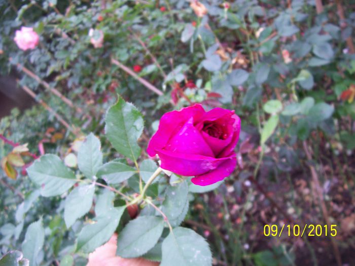 100_4056 - surpriza -trandafirii