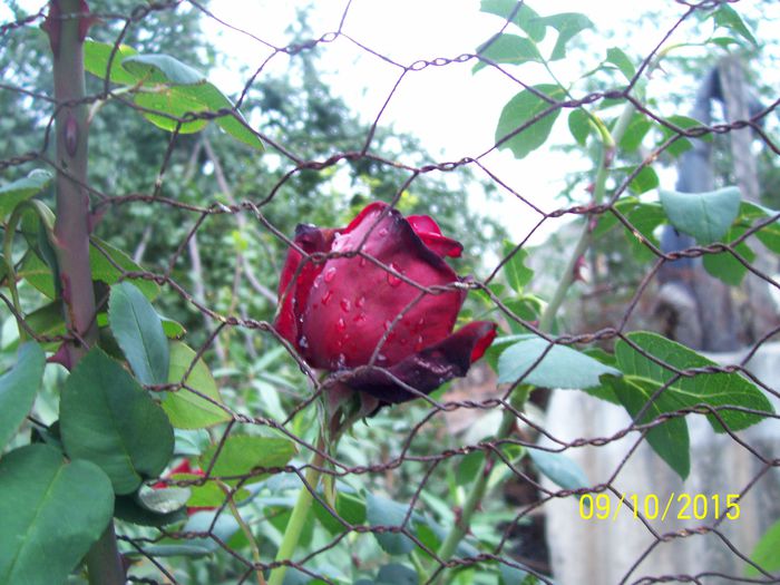 100_4065 - surpriza -trandafirii