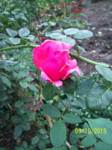 100_4071 - surpriza -trandafirii