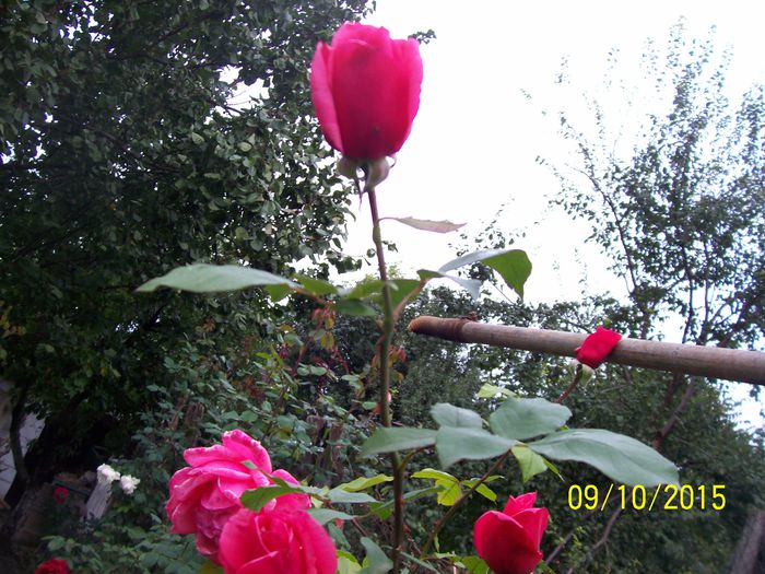 100_4076 - surpriza -trandafirii