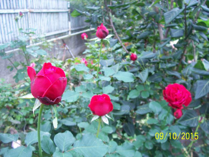 100_4084 - surpriza -trandafirii