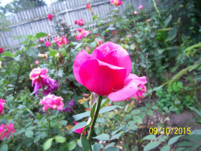 100_4094 - surpriza -trandafirii