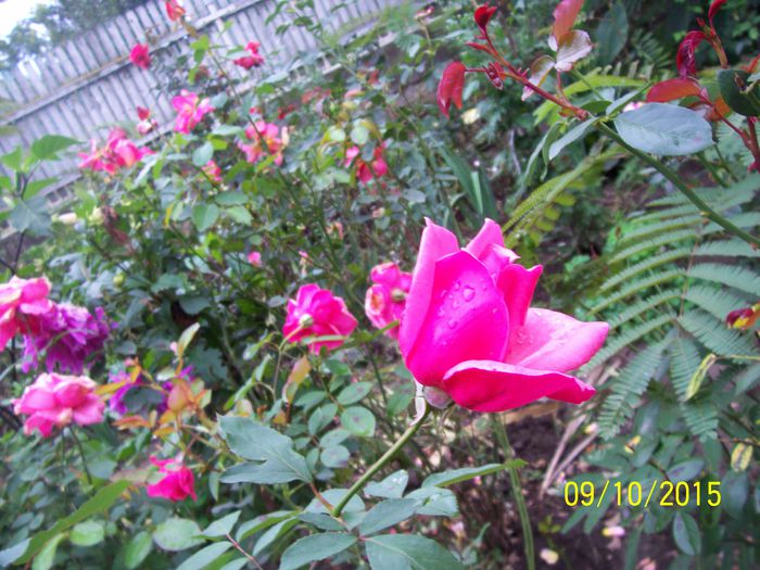 100_4095 - surpriza -trandafirii