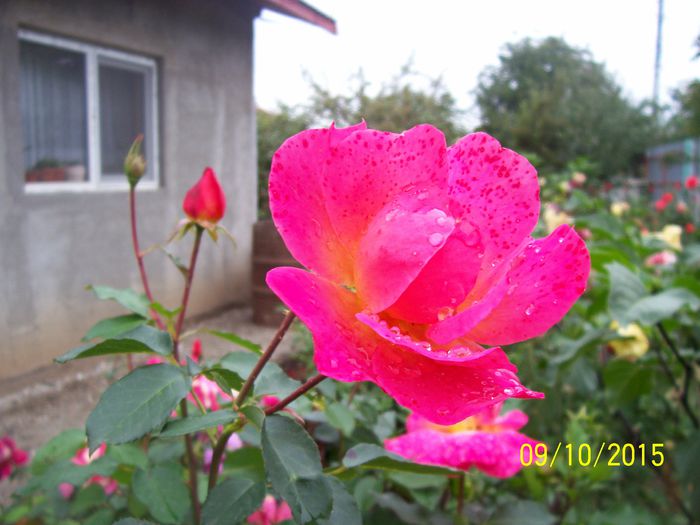 100_4098 - surpriza -trandafirii