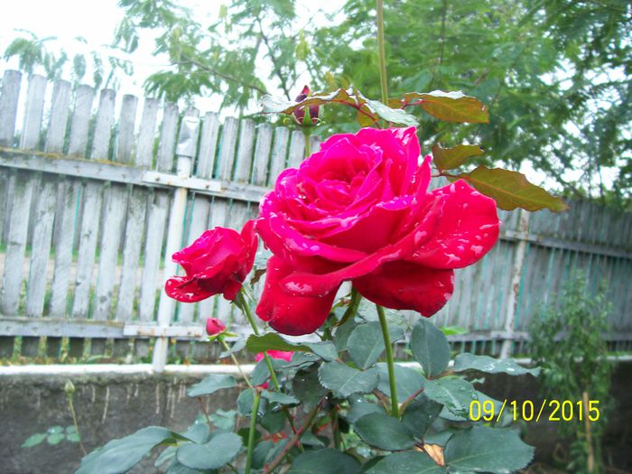 100_4100 - surpriza -trandafirii