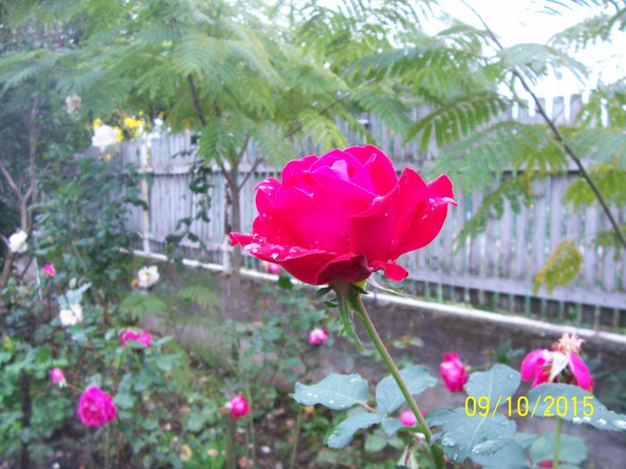 100_4101 - surpriza -trandafirii