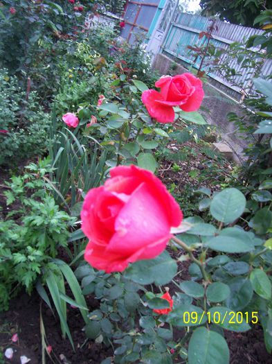 100_4110 - surpriza -trandafirii