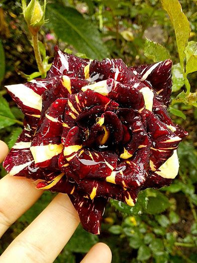 IMG_20151012_192844 - 0 TRANDAFIRI DIMOV 2015