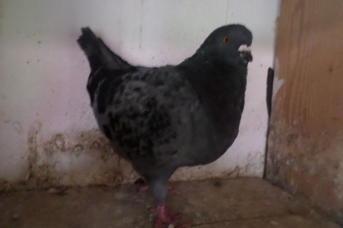 SAM_7361 - kingi de vanzare 2015