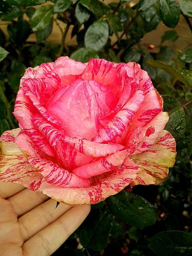 IMG_20151012_191443 - 0 TRANDAFIRI DIMOV 2015