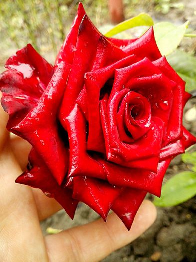 IMG_20151012_163908 - 0 TRANDAFIRI DIMOV 2015