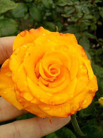 mabella - 0 TRANDAFIRI 2015