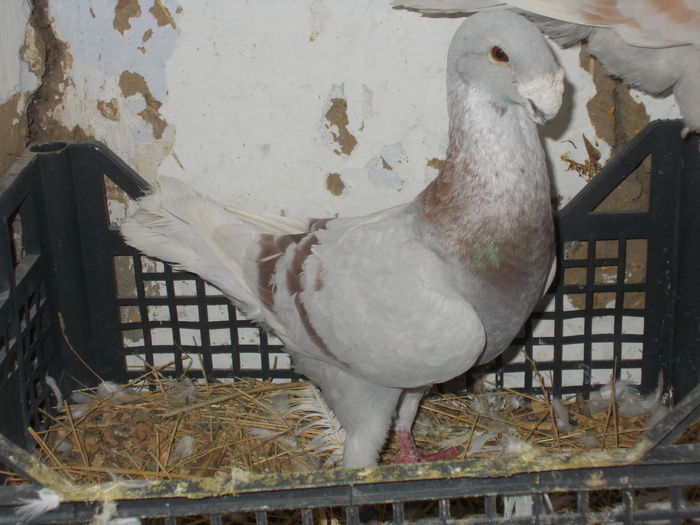 MASCUL V G