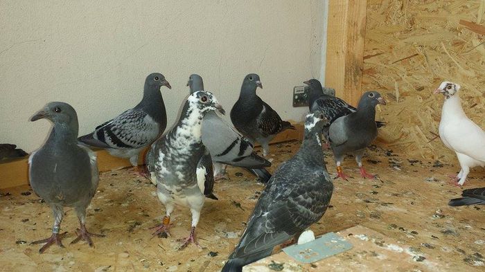 11880101_944546822279120_1434401005_n