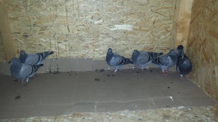 11908135_946018302131972_1236839431_n