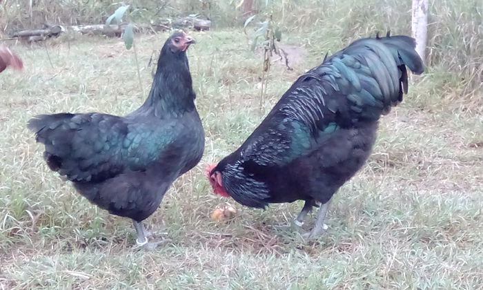 IMG_20151012_180736_1; australorp negru pereche
