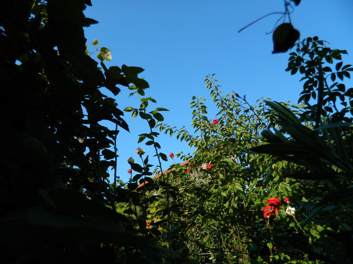 DSCN0667 - 2015_OCTOMBRIE