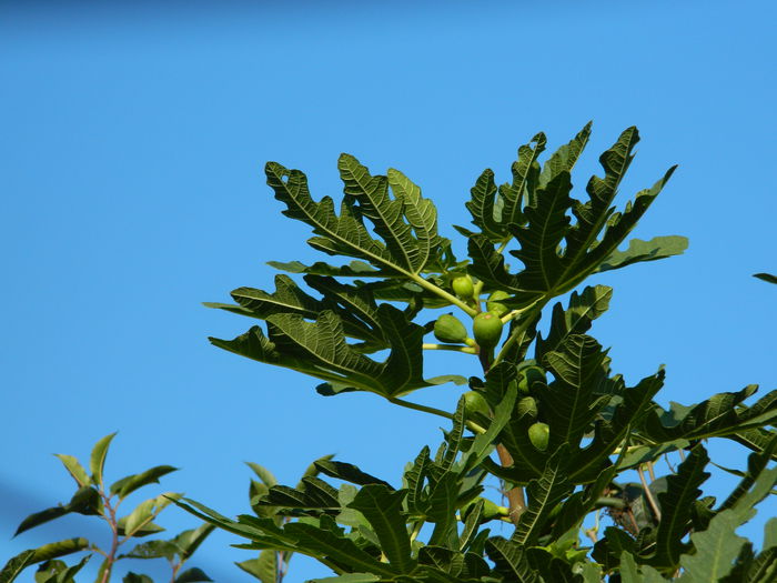 DSCN0679 - 2015_OCTOMBRIE