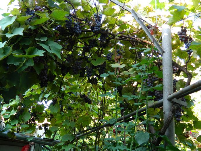 DSCN0690 - 2015_OCTOMBRIE